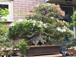 Rhododendron indicum - juni 2021