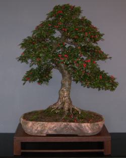 Cotoneaster divaricatus - oktober 2008