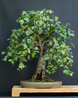 Betula nigra - juli 2012