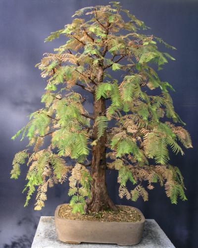 Metasequoia glyptostroboides - november 2015